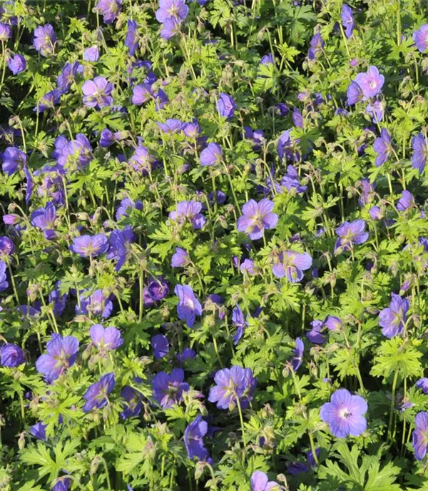 Geranium himalayense 'Gravetye'