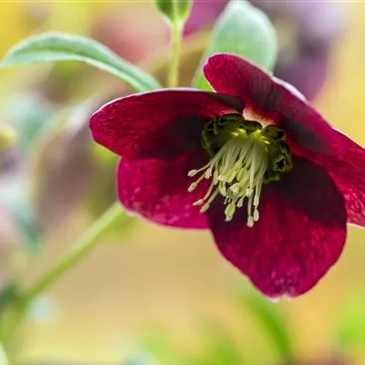 Topfgrösse 1 Liter - Lenzrose - Helleborus orientalis Rote Töne