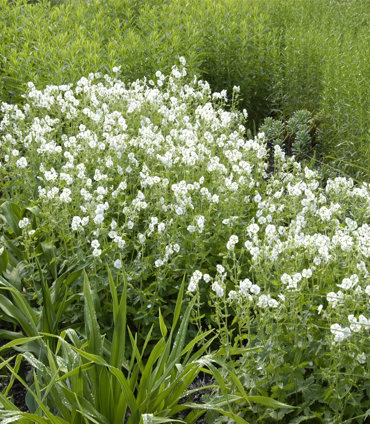 Geranium phaeum 'Album'