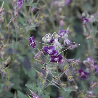 Topfgrösse 0.5 Liter - Brauner Storchschnabel - Geranium phaeum 'Samobor'