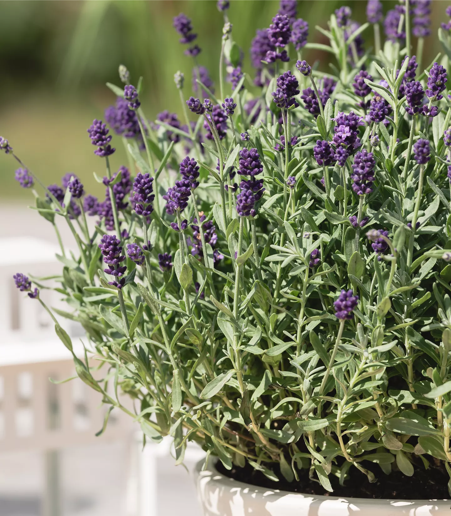 Lavandula angustifolia 'Dwarf Blue'