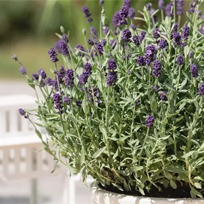 Topfgrösse 0.5 Liter - Lavendel - Lavandula angustifolia 'Dwarf Blue'