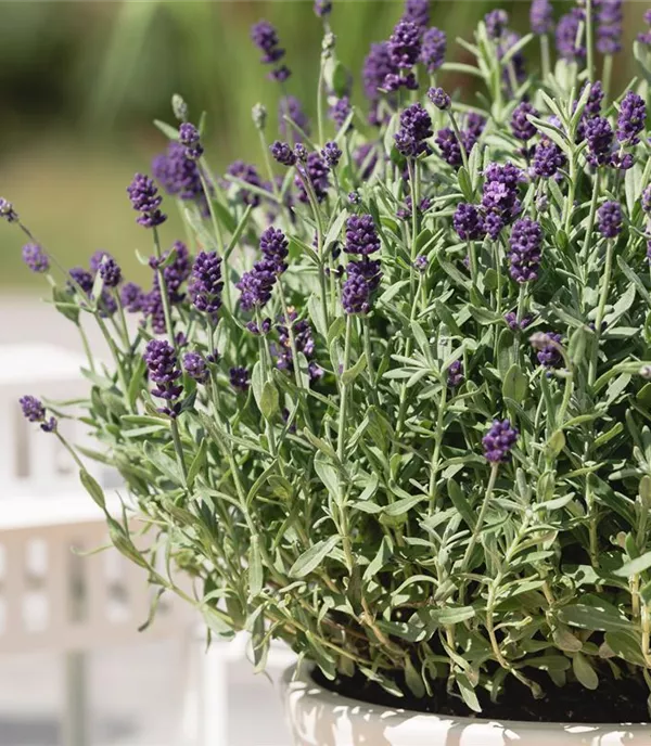 Lavandula angustifolia 'Dwarf Blue'