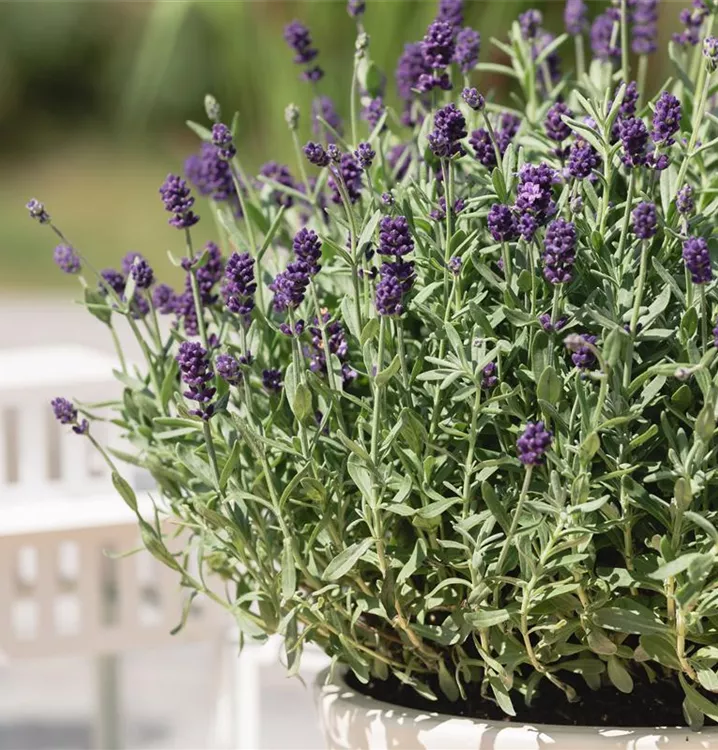 Lavendel - Lavandula angustifolia 'Dwarf Blue'