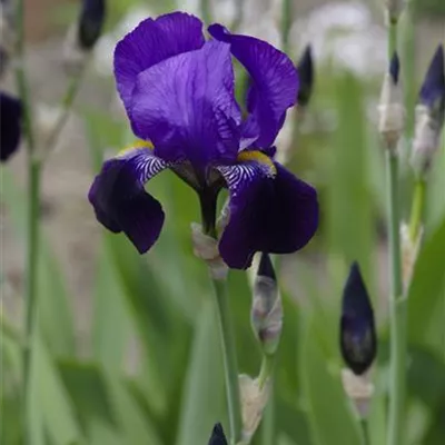 Topfgrösse 1 Liter - Hohe Bartiris - Iris (Germanica-Gruppe) 'Dark Triumpf'