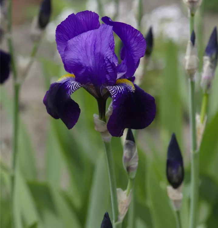 Hohe Bartiris - Iris (Germanica-Gruppe) 'Dark Triumpf'