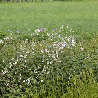 Topfgrösse 1 Liter - Dreiblattspiere - Gillenia trifoliata