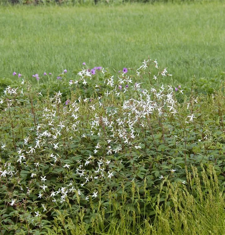 Dreiblattspiere - Gillenia trifoliata