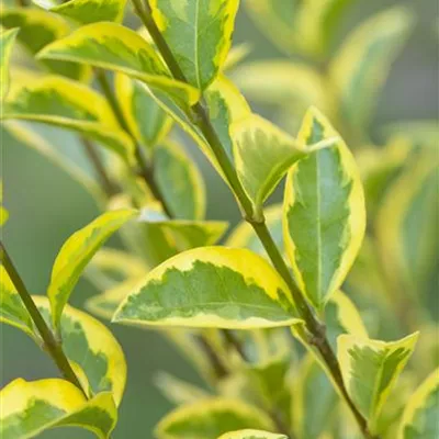 Heckenpflanze mit Ballen Höhe 60-80cm - Liguster 'Aureum' Heckenpflanze - Ligustrum ovalifolium 'Aureum' Heckenpflanze