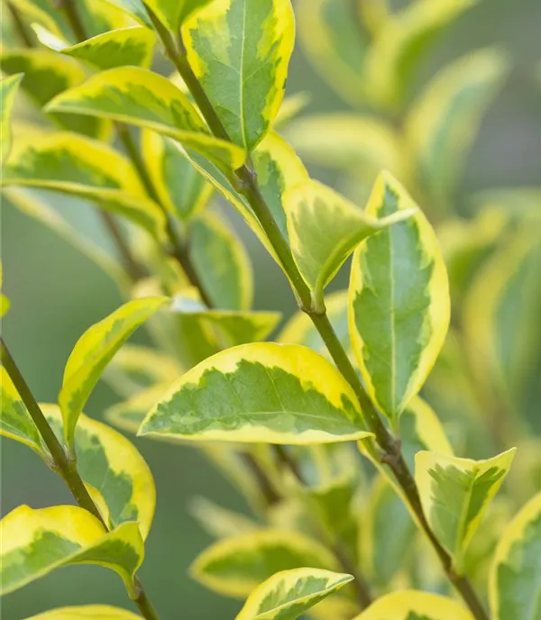 Ligustrum ovalifolium 'Aureum' Heckenpflanze