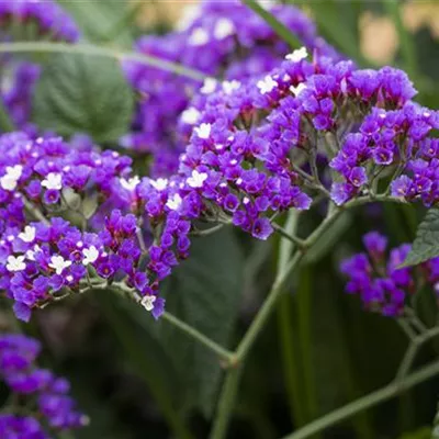 Topfgrösse 1 Liter - Strandflieder - Limonium latifolium