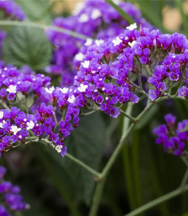 Limonium latifolium