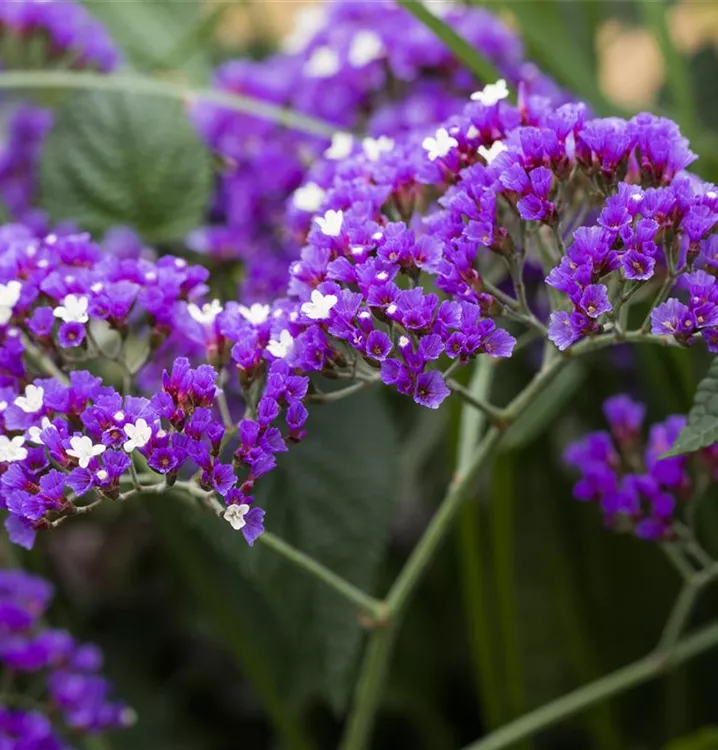 Strandflieder - Limonium latifolium