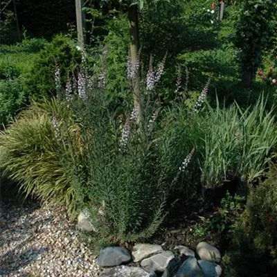 Topfgrösse 0.5 Liter - Leinkraut - Linaria purpurea