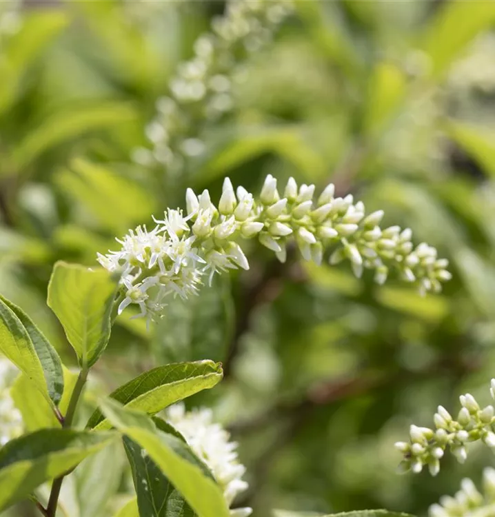 Rosmarinweide - Itea virginica