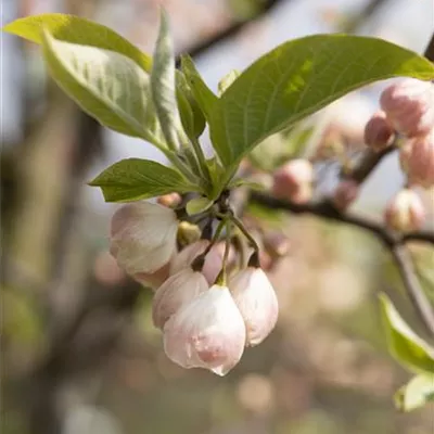 Container 70 - 80 - Maiglöckchenbaum - Halesia carolina