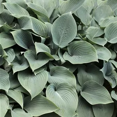 Topfgrösse 1 Liter - Hosta, Funkie - Hosta 'Blue Cadet'