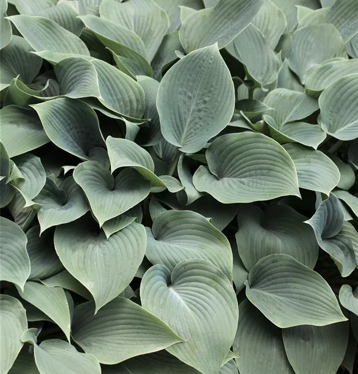 Hosta, Funkie - Hosta 'Blue Cadet'