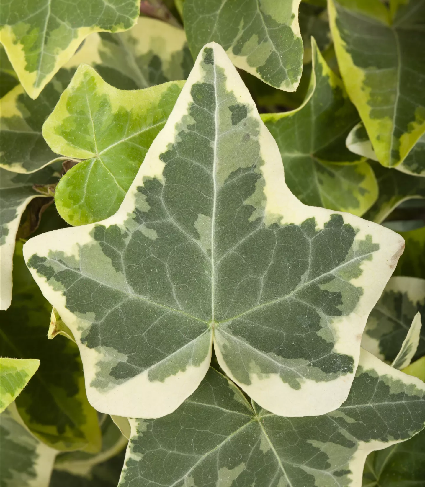 Hedera helix 'Glacier'