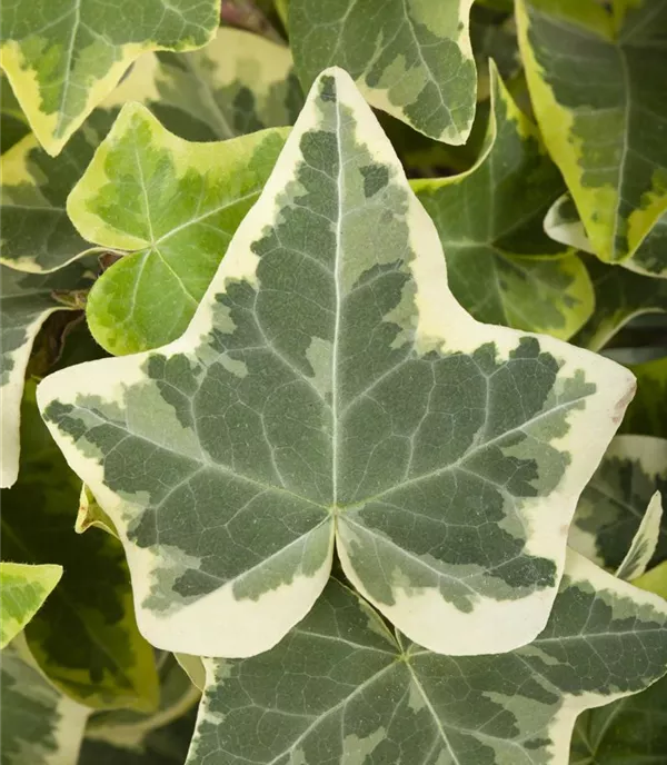 Hedera helix 'Glacier'