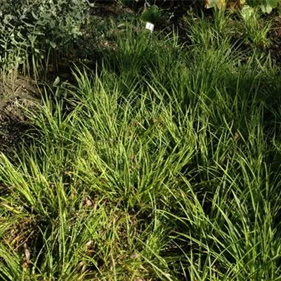 Topfgrösse 0.5 Liter - Waldmarbel - Luzula sylvatica