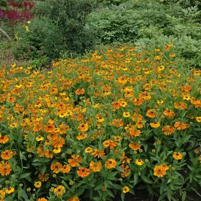 Topfgrösse 1 Liter - Sonnenbraut - Helenium 'Waltraut'