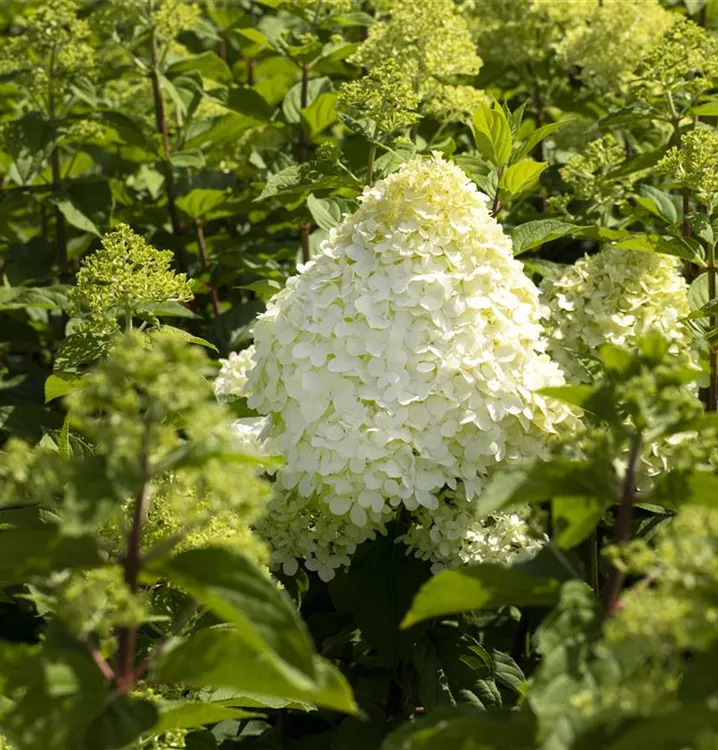 Rispen-Hortensie - Hydrangea paniculata 'Grandiflora'