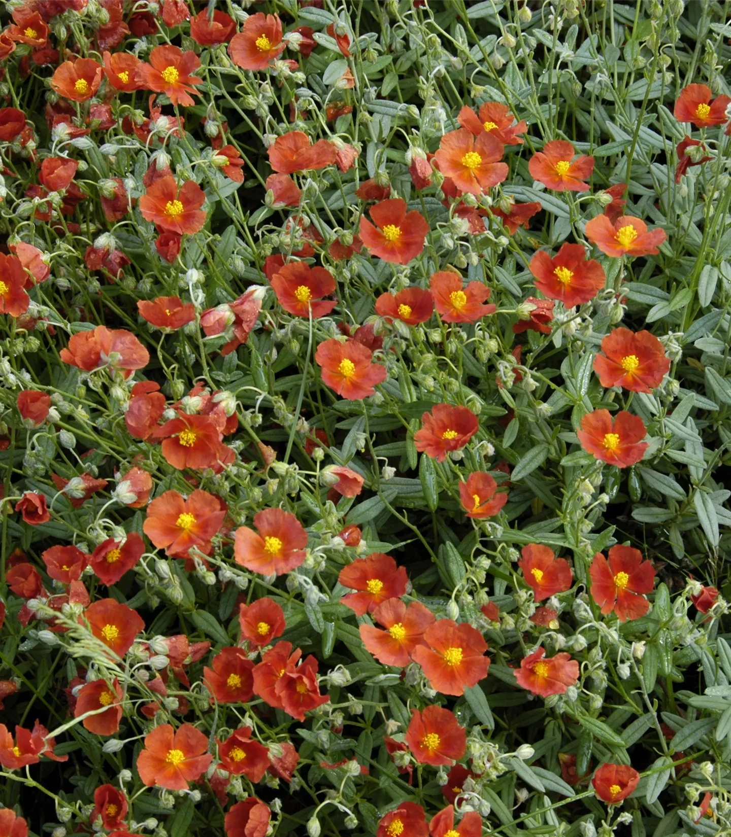 Helianthemum 'Henfield Brilliant'