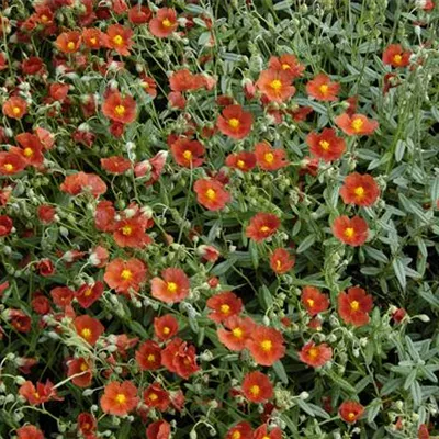 Topfgrösse 0.5 Liter - Sonnenröschen - Helianthemum 'Henfield Brilliant'