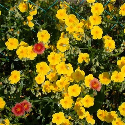 Topfgrösse 0.5 Liter - Sonnenröschen - Helianthemum 'Praecox'