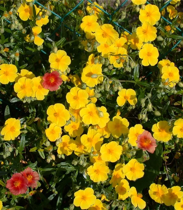 Helianthemum 'Praecox'