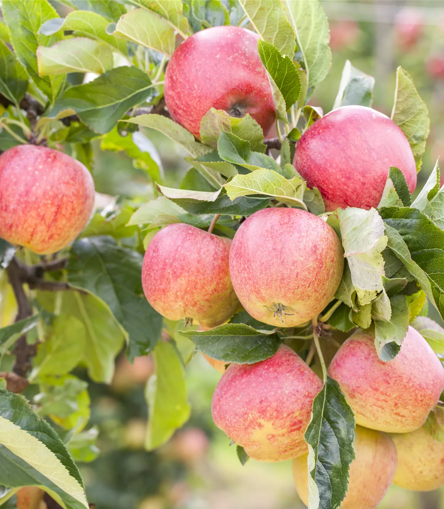 Malus (Apfel) 'Gravensteiner'