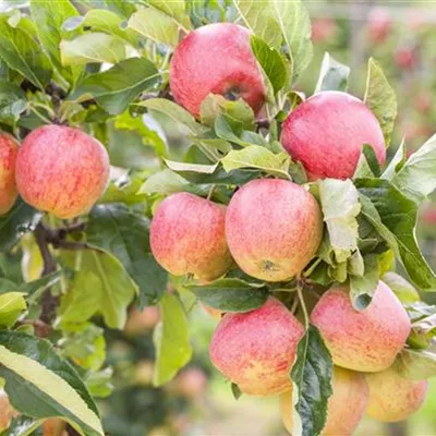 Pyramide wurzelnackt - Apfel 'Gravensteiner' - Malus (Apfel) 'Gravensteiner'