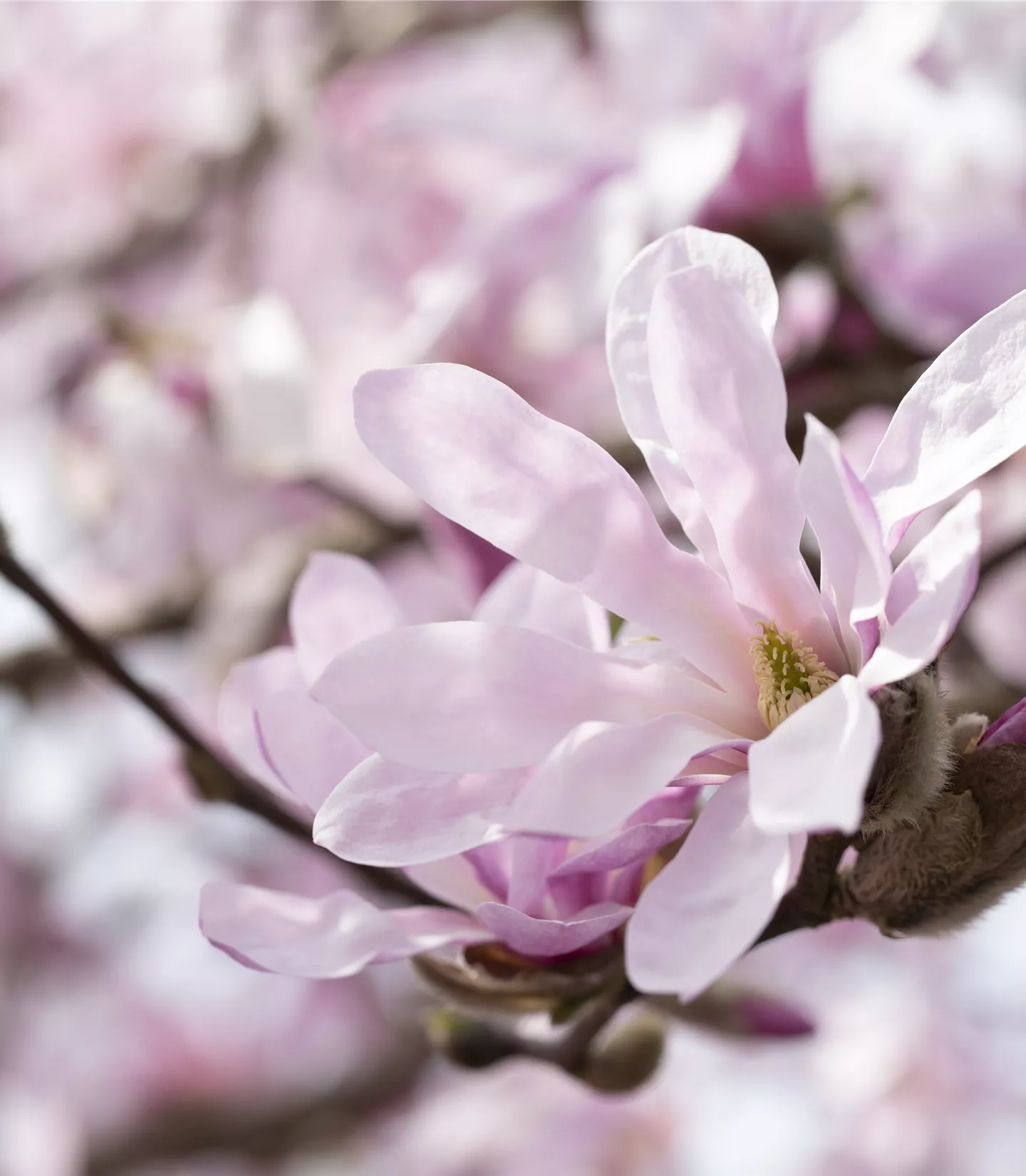 Magnolia stellata 'Rosea'