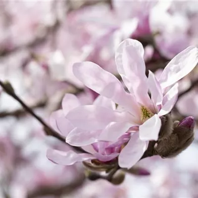 Container 50 - 60 - Sternmagnolie - Magnolia stellata 'Rosea'