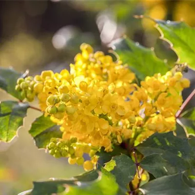 im Container 30 - 40 - Gemeine Mahonie - Mahonia aquifolium 'Apollo'