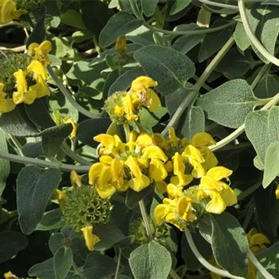 Topfgrösse 4 Liter - Flammenlippe - Phlomis fruticosa