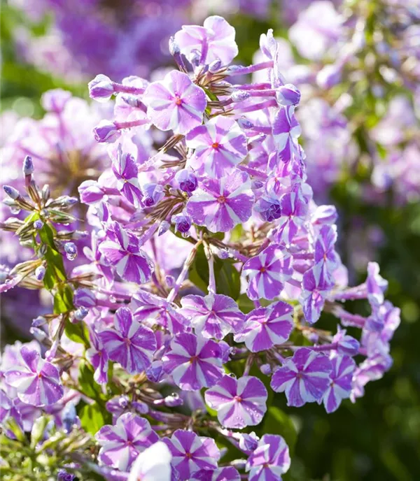 Phlox (Subulata-Gruppe) 'Candy Stripes'