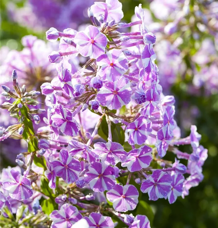 Polsterphlox - Phlox (Subulata-Gruppe) 'Candy Stripes'