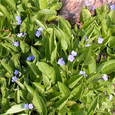 Topfgrösse 0.5 Liter - Gedenkemein - Omphalodes verna