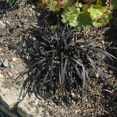 Topfgrösse 0.5 Liter - Lilienrasen, Schlangenbart - Ophiopogon planiscapus 'Niger'