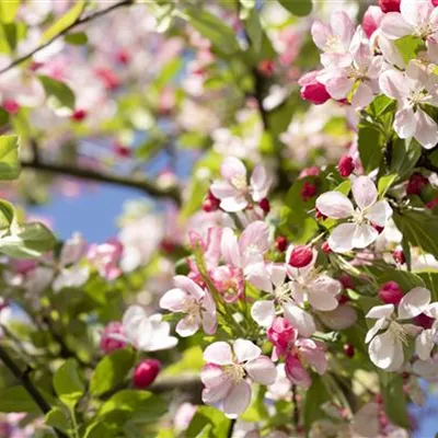 im Container 80 - 100 - Zierapfel - Malus 'Red Sentinel'