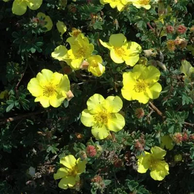 Topfgrösse 4 Liter - Fingerstrauch - Potentilla fruticosa 'Elizabeth'