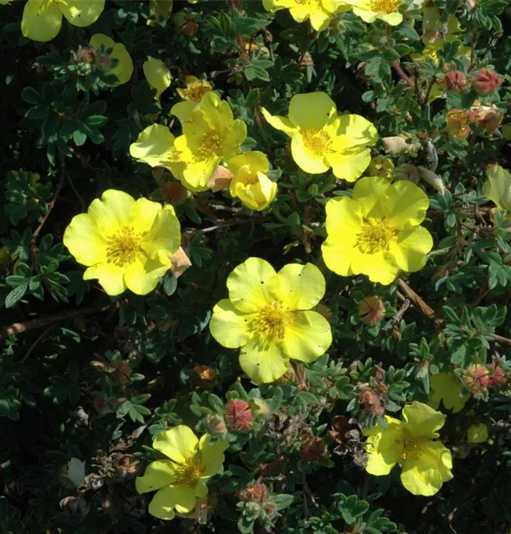 Fingerstrauch - Potentilla fruticosa 'Elizabeth'