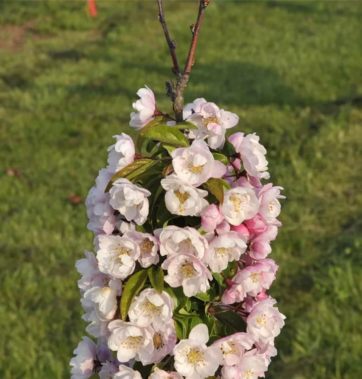 Zierapfel - Malus 'Van Eseltine'