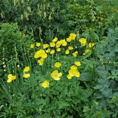 Topfgrösse 0.5 Liter - Welschmohn - Meconopsis cambrica