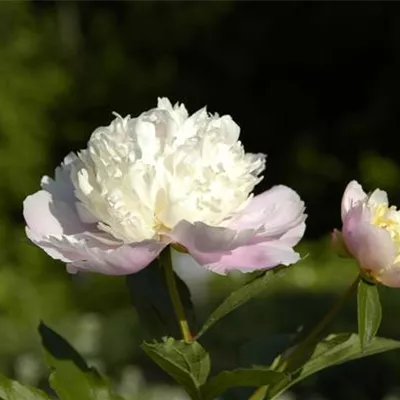 Topfgröße 1 Liter - Garten-Pfingstrose 'Bowl of Beauty' - Paeonia (Lactiflora-Gruppe) 'Bowl of Beauty'