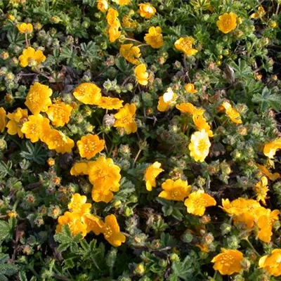 Topfgrösse 0.5 Liter - Potentilla neumanniana CH-Oekotyp