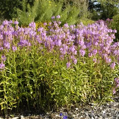 Topfgrösse 1 Liter - Gelenkblume - Physostegia virginiana 'Vivid'