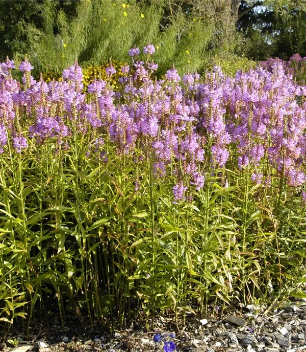 Physostegia virginiana 'Vivid'